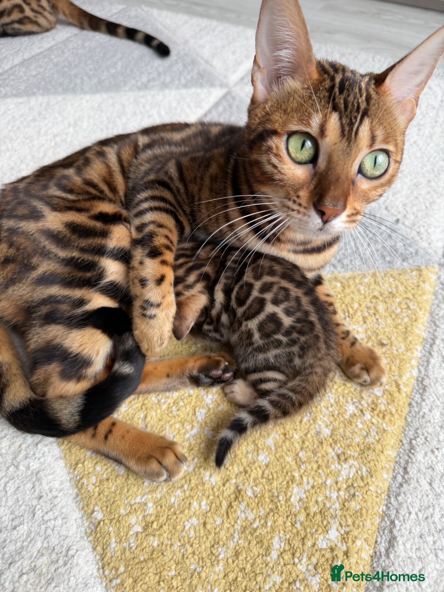 Bengal cats Bengal Kitten Boy (TICA Registered) - Advert 5