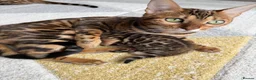 Bengal cats for sale: Bengal Kitten Boy (TICA Registered) - Advert 1