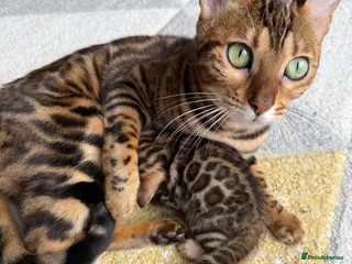 Bengal cats Bengal Kitten Boy (TICA Registered) - Advert 5