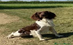 English Springer Spaniel dogs for sale: English springer spaniel puppies  - Image 2