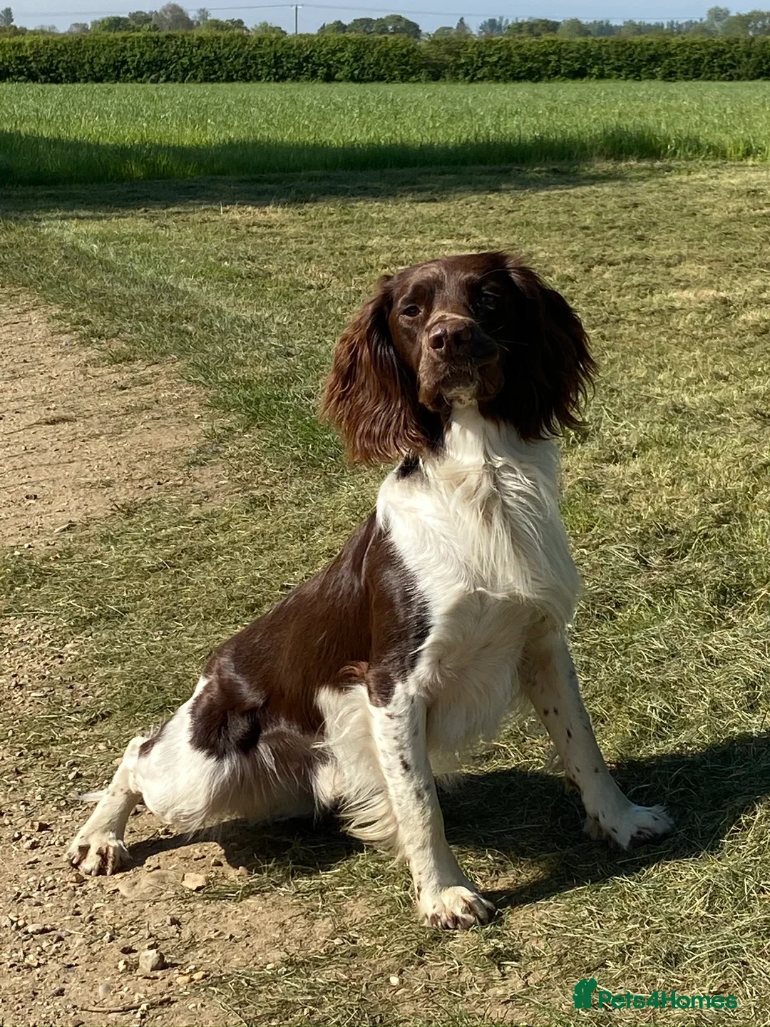 English Springer Spaniel dogs for sale: English springer spaniel puppies  - Image 2