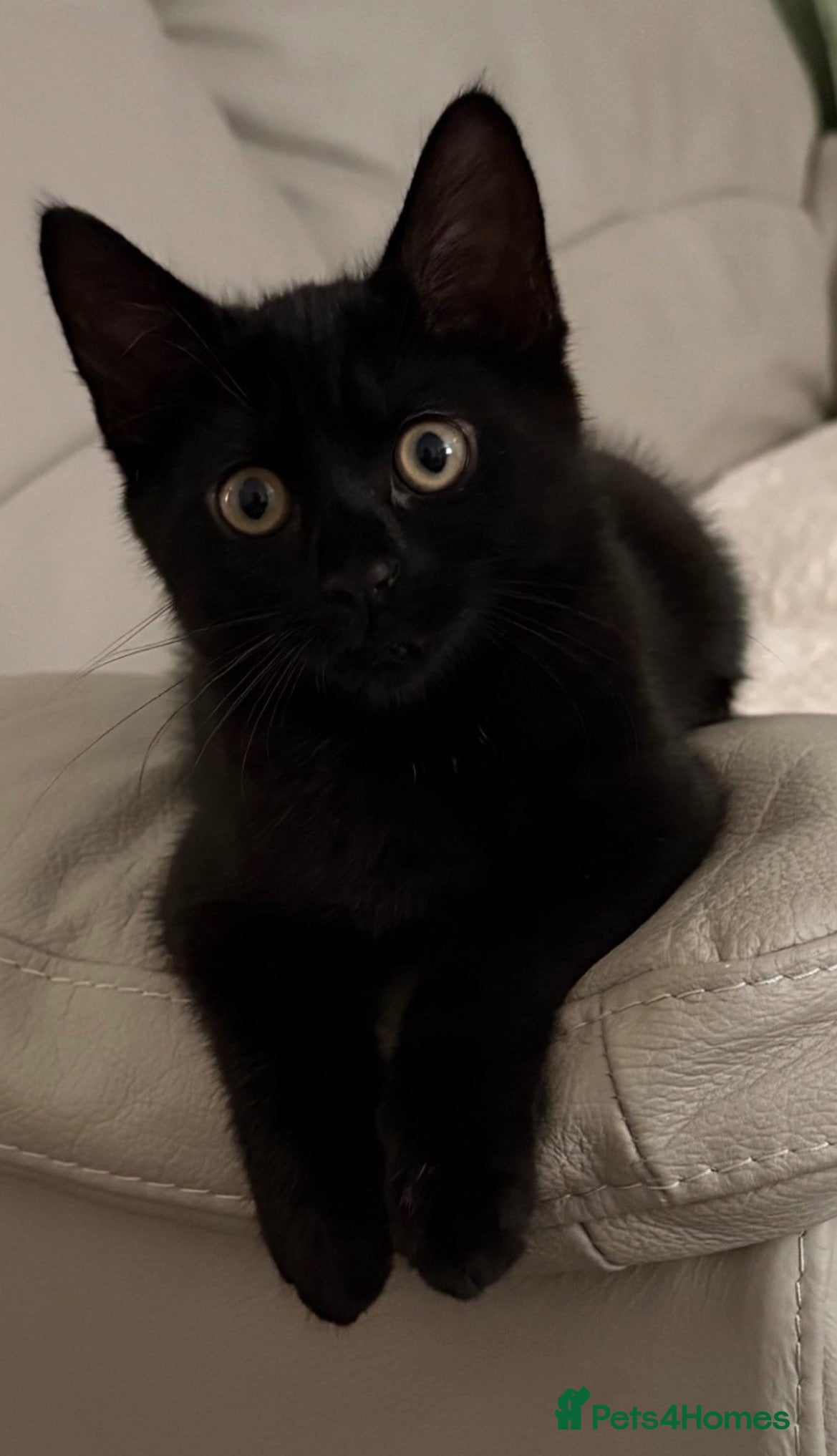 Mixed Breed cats Kitten  - Advert 5