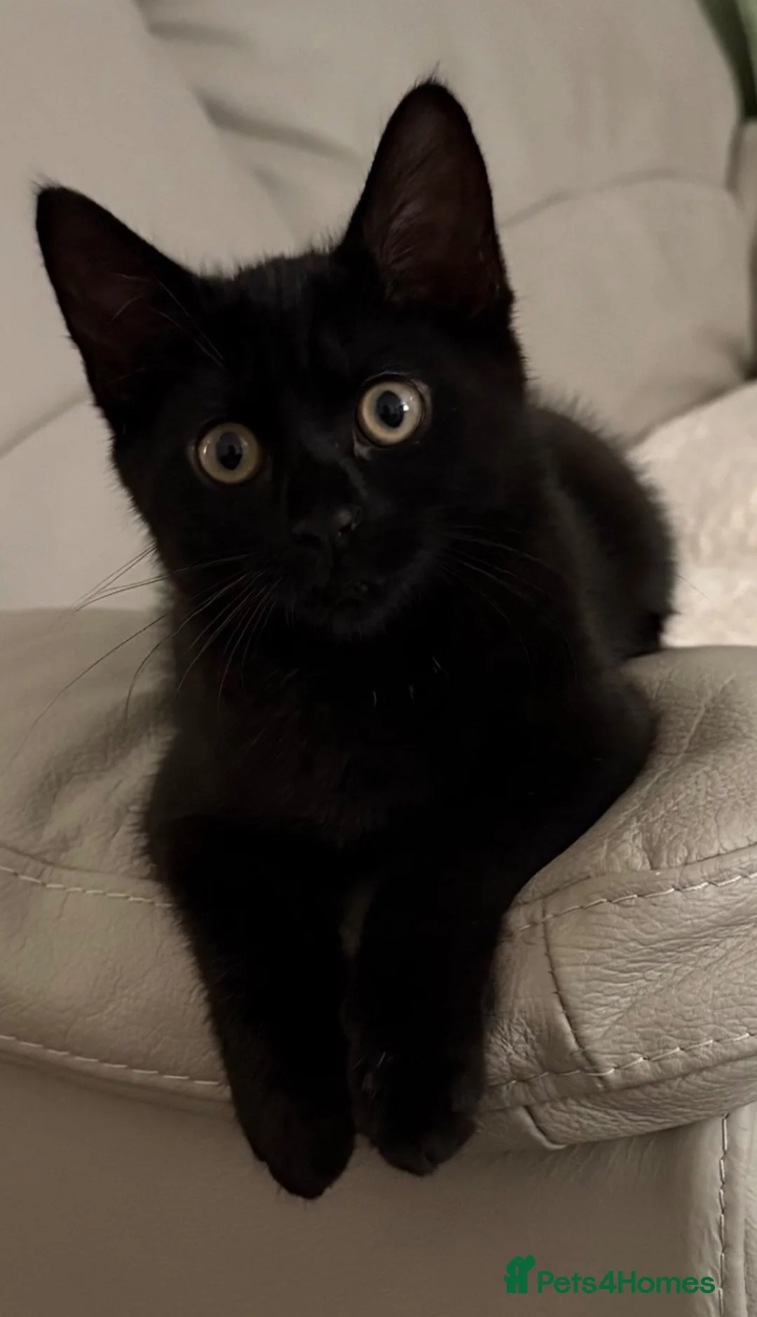 Mixed Breed cats for sale: Kitten  in Liverpool - Advert 1