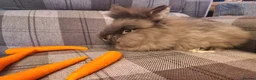 Lionhead rabbits for sale: Friendly, cute, fluffy lionhead bunnies- m and f - Advert 19
