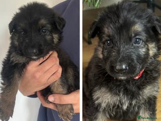 German Shepherd dogs German Shepherd Pups - Advert 9