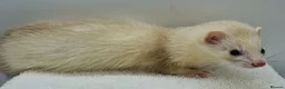 Ferret rodents for sale: Micro Ferrets - Advert 3