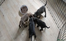 Staffordshire Bull Terrier dogs for sale: Blue/ Fawn Staffordshire Bull Terrier puppies  - Advert 3