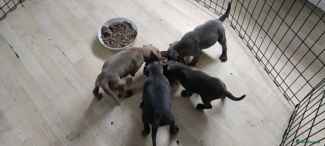 Staffordshire Bull Terrier dogs for sale: Blue/ Fawn Staffordshire Bull Terrier puppies  - Advert 3