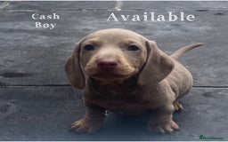 Miniature Dachshund dogs for sale: Isabella & tan miniature smoothcoat daschunds - Image 8