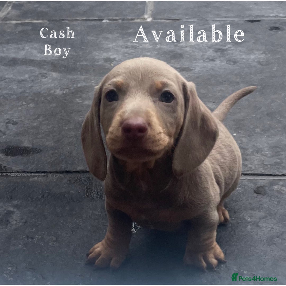 Miniature Dachshund dogs for sale: Isabella & tan miniature smoothcoat daschunds - Image 8