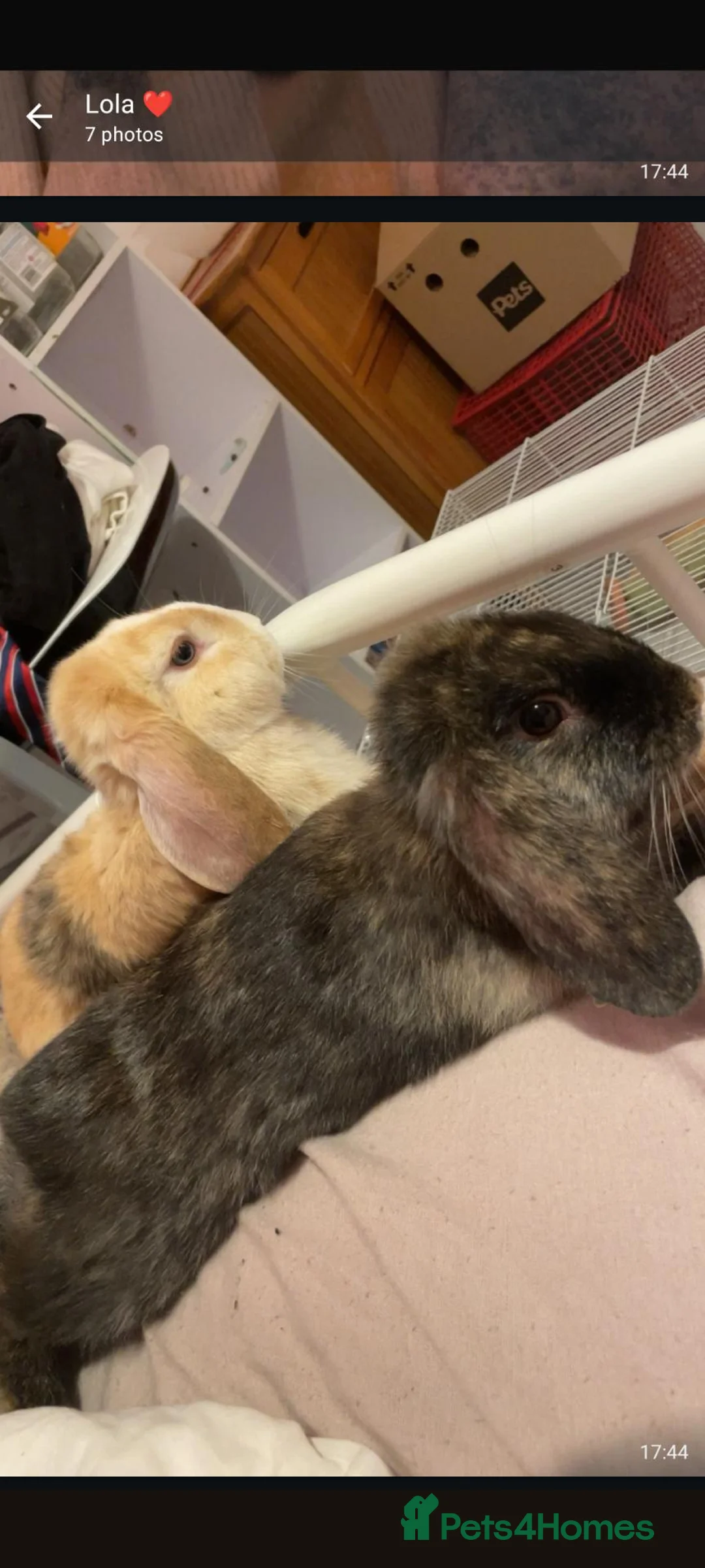 Mini Lop rabbits for sale: Bonded male rabbits  in Bristol - Advert 2