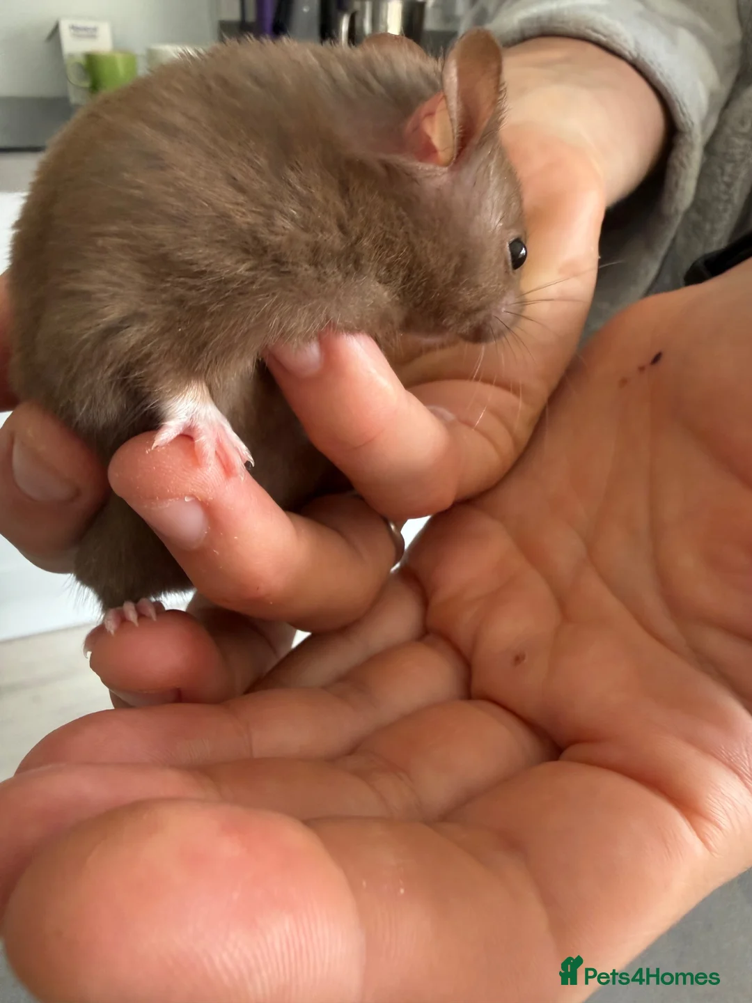Hamster rodents for sale: Male baby hamster - rare mink brown - Advert 2