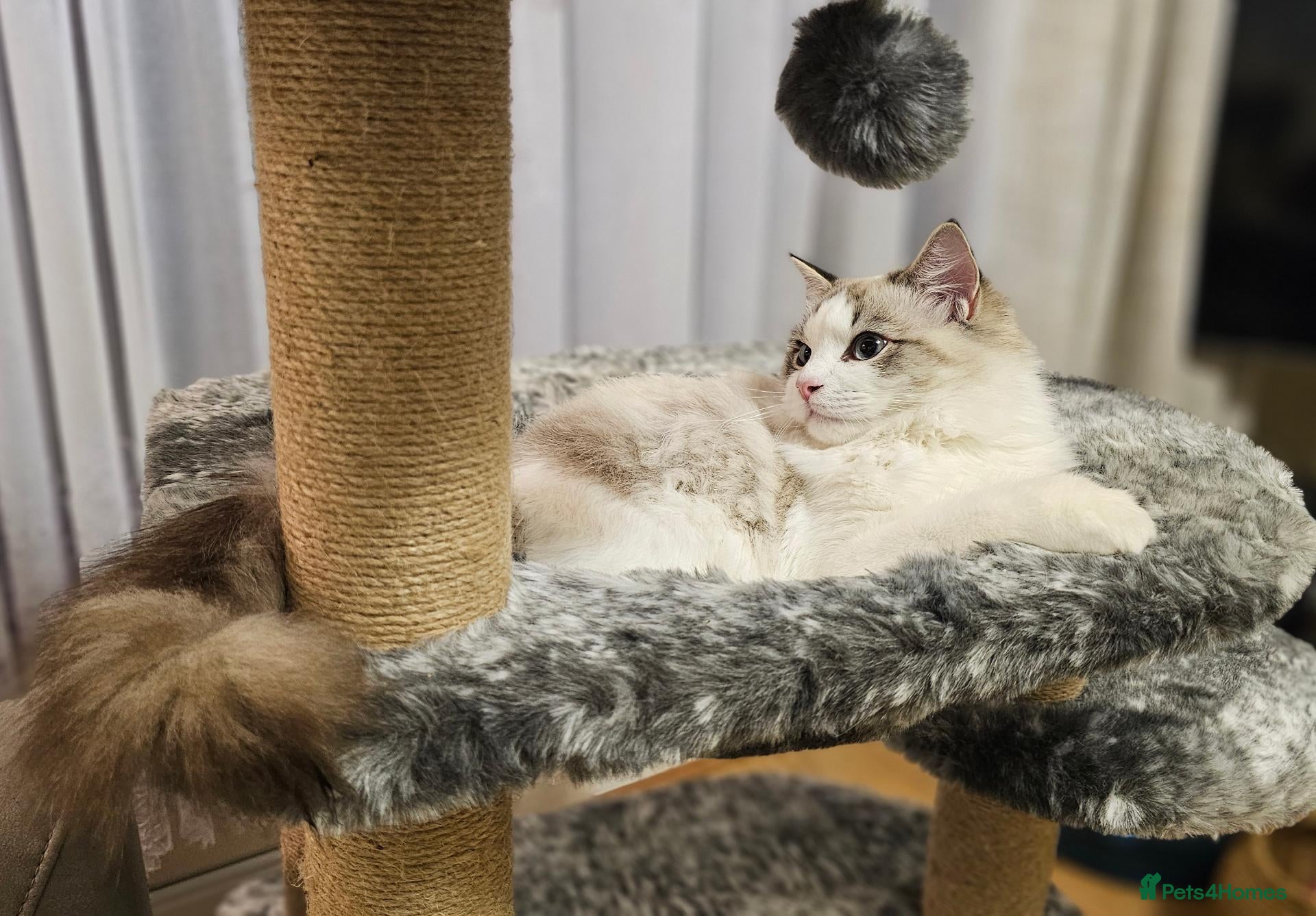 Ragdoll cats for sale: STUNNING GCCF REGISTRED RAGDOLLS - Advert 1