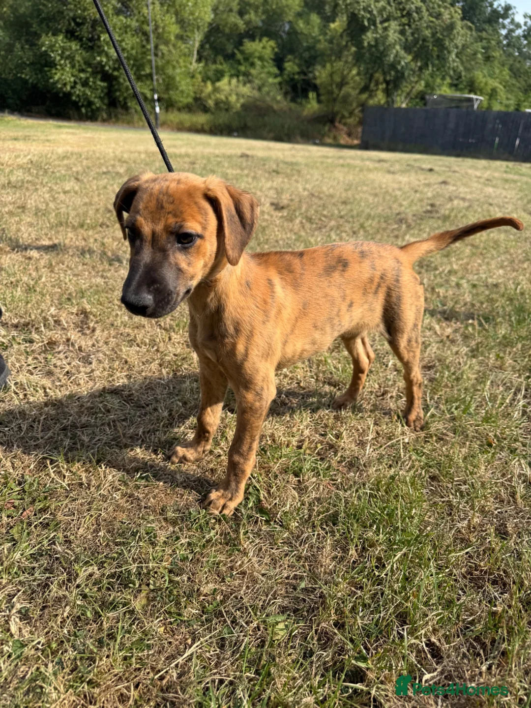 Mixed Breed dogs for sale: 3/4 Whippet 1/4 Bedlington Terrier - Advert 1