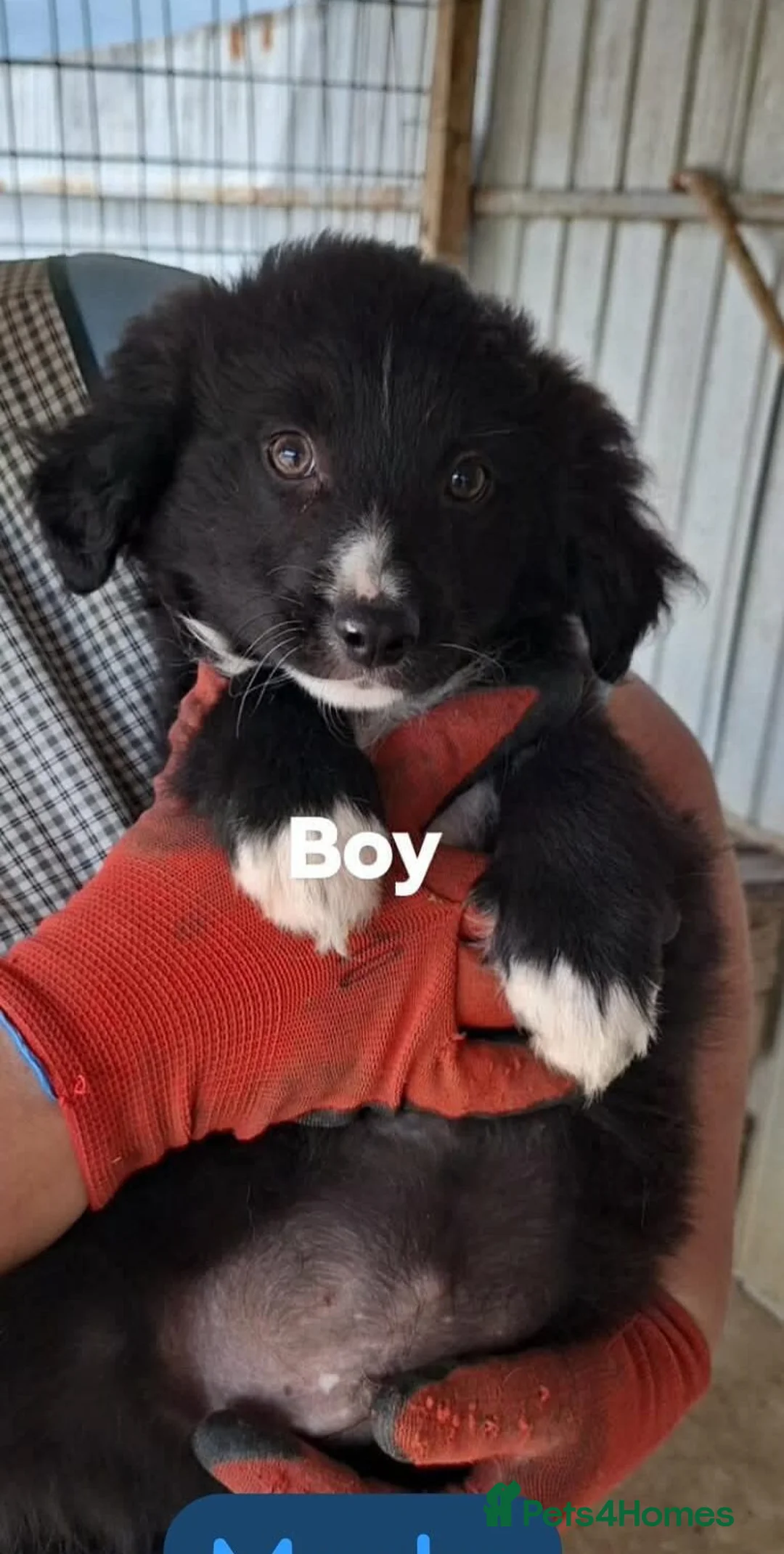 Mixed Breed dogs for adoption: Meeko - Advert 4