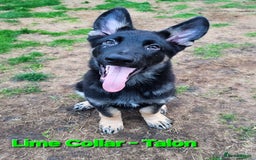 German Shepherd dogs for sale: 🔹️*REDUCED* handsome straight back KC gsp🔹️ - Image 5