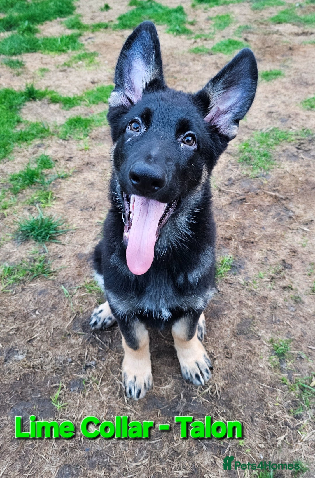 German Shepherd dogs for sale: 🔹️*REDUCED* handsome straight back KC gsp🔹️ - Image 5