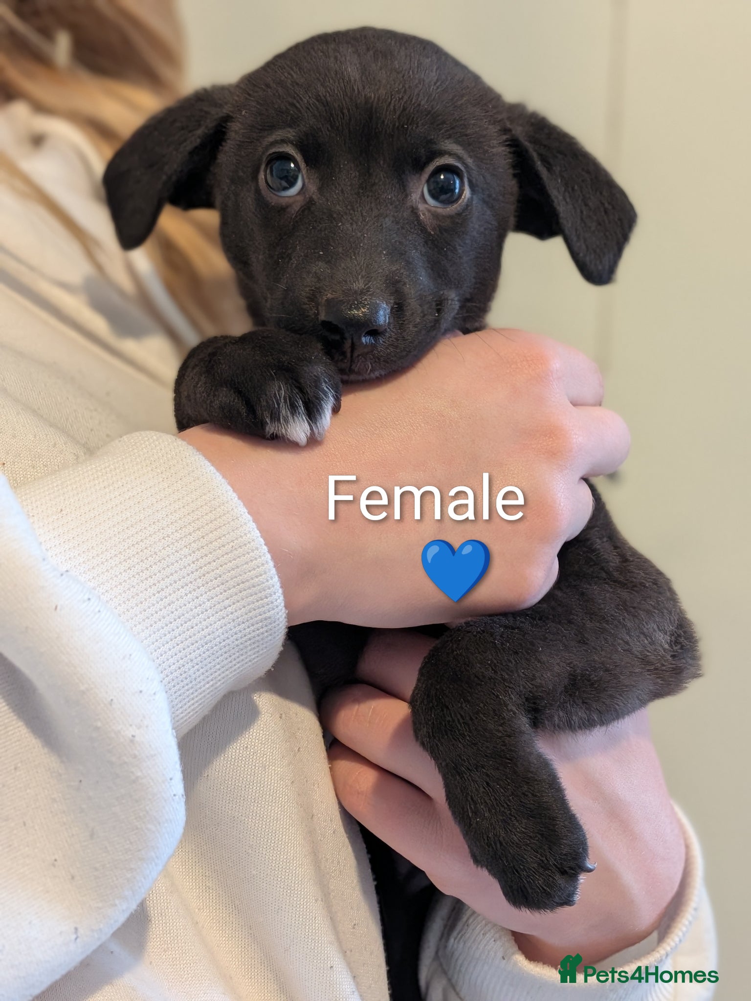 Lurcher dogs for sale: Whippet/Bedlington puppies (Lurcher) - Advert 1