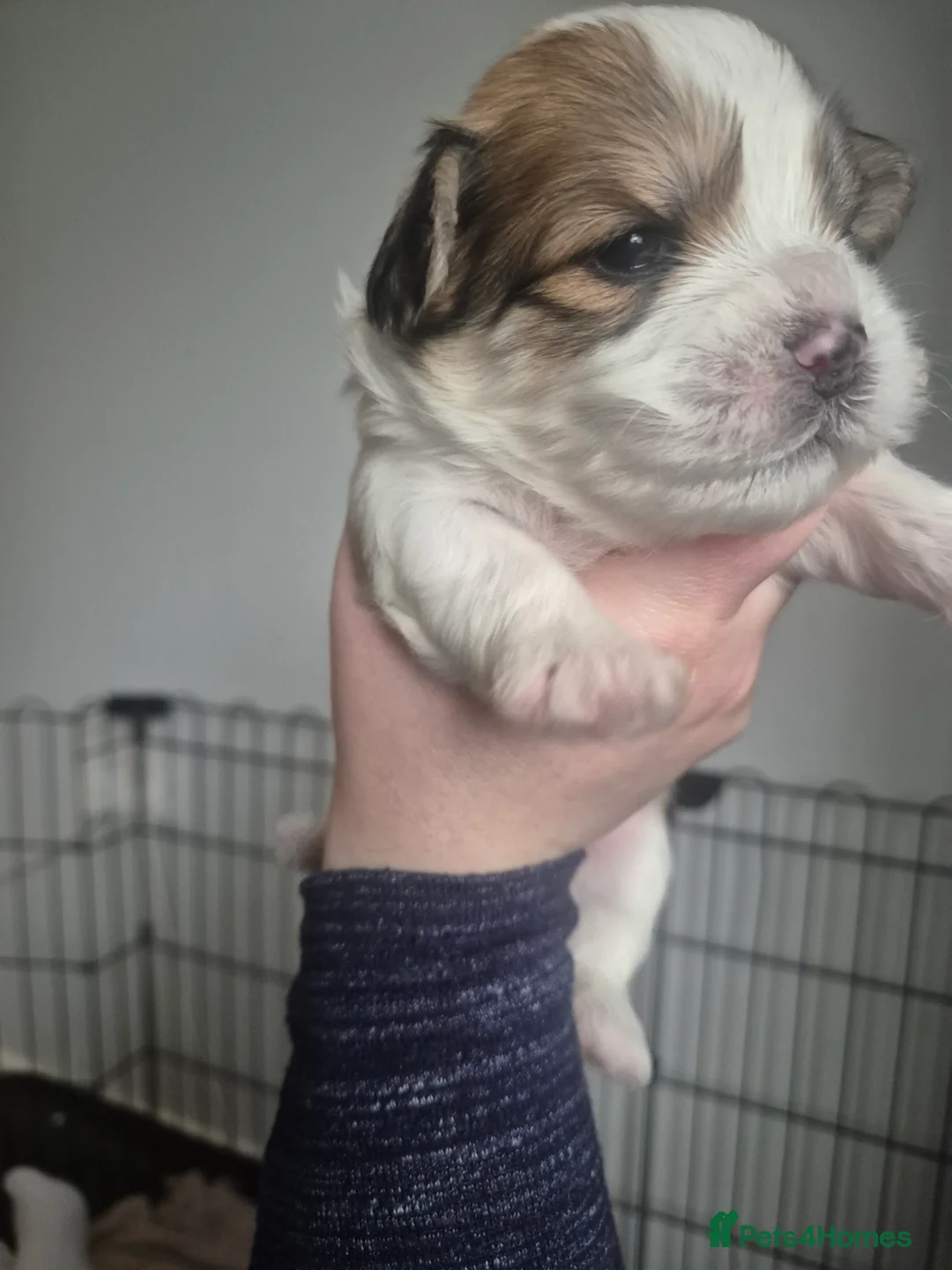 Mixed Breed dogs for sale: 3 beautiful Shorkie puppies  - Advert 8