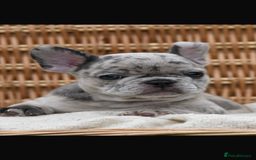 French Bulldog dogs for sale: Beautiful litter of 8 French bulldog puppies - Image 8