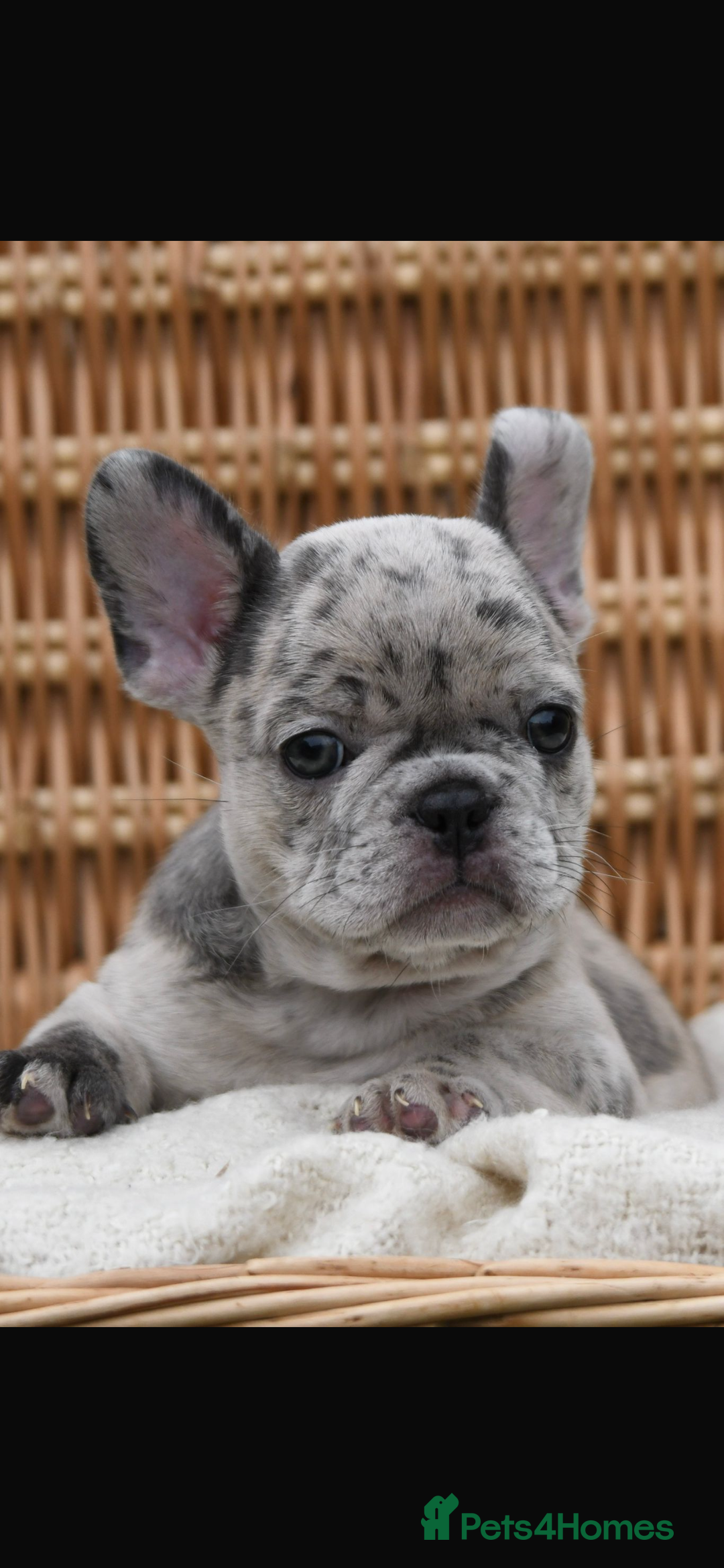 French Bulldog dogs for sale: Beautiful litter of 8 French bulldog puppies - Image 8