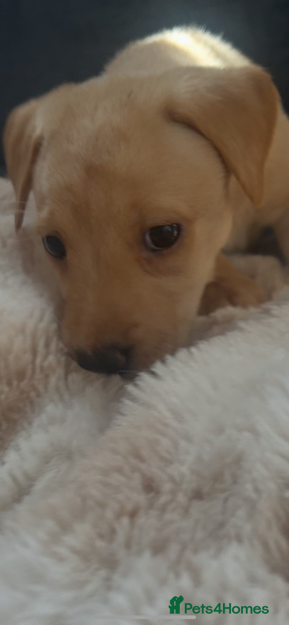 Labrador Retriever dogs Gorgeous Labrador girl puppies  - Advert 2