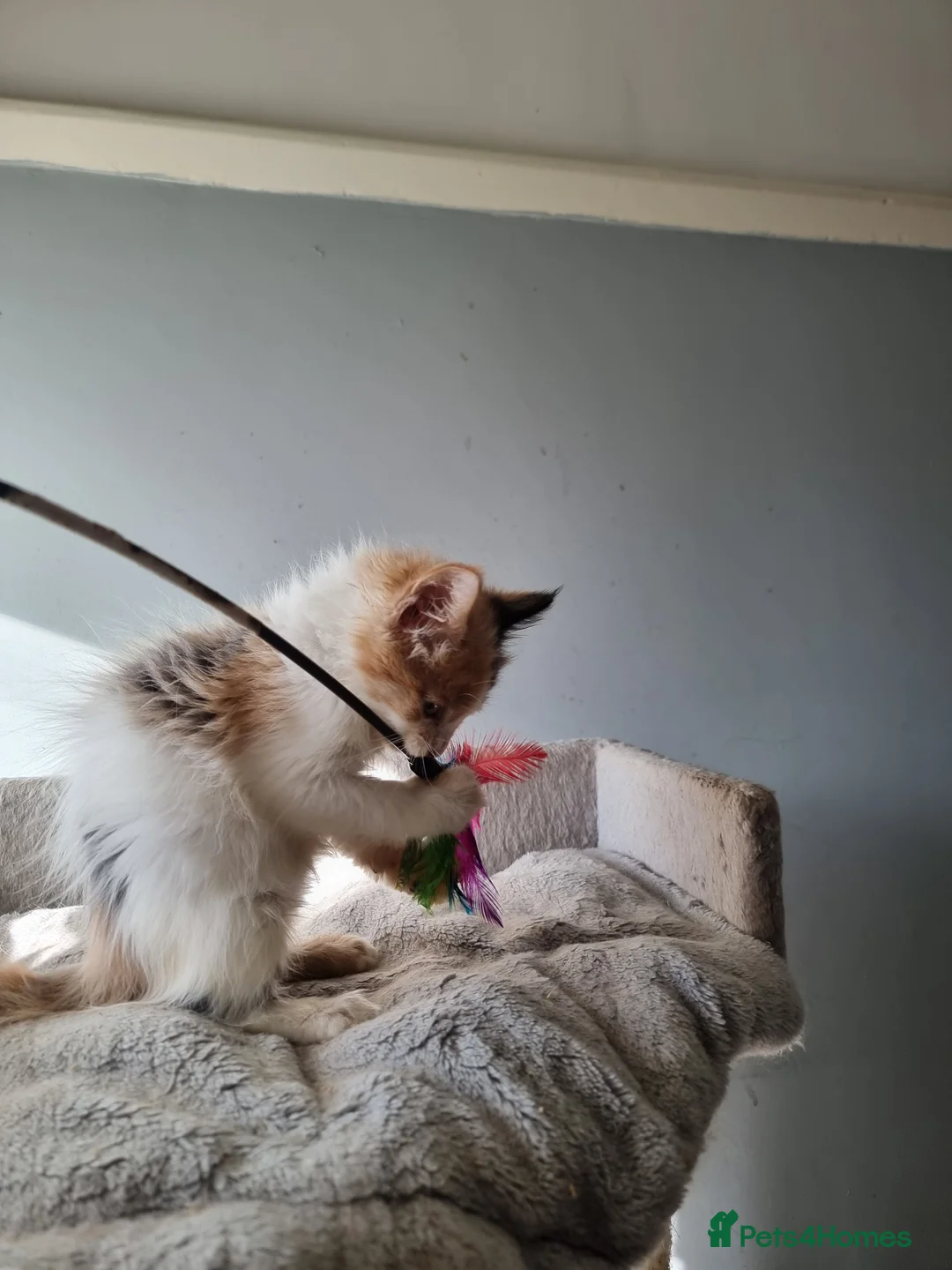 Maine Coon cats for sale: 2 litters of Maine Coon - Advert 14