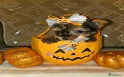 Yorkshire Terrier dogs for sale: Yorkshire terrier puppies  - Image 1