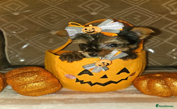 Yorkshire Terrier dogs - Advert 1