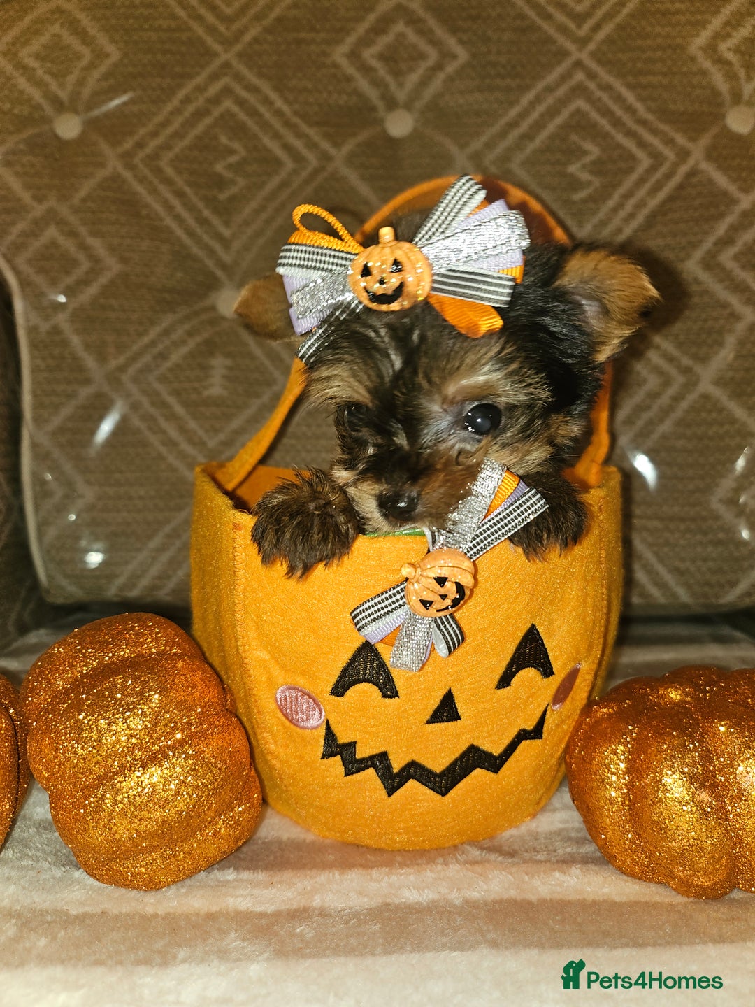 Yorkshire Terrier dogs for sale: Yorkshire terrier puppies  - Image 1