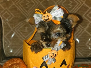 Yorkshire Terrier dogs - Advert 1