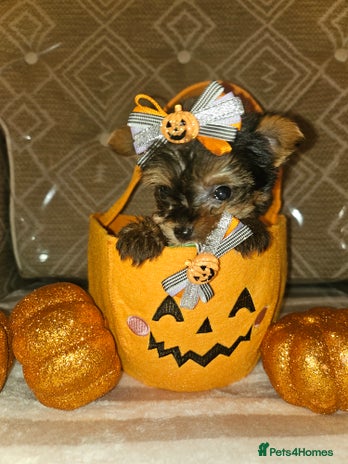 Yorkshire Terrier dogs - Advert 5