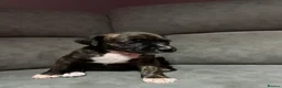 Mixed Breed dogs for sale: Bullmastiff x staffy puppies  - Advert 27