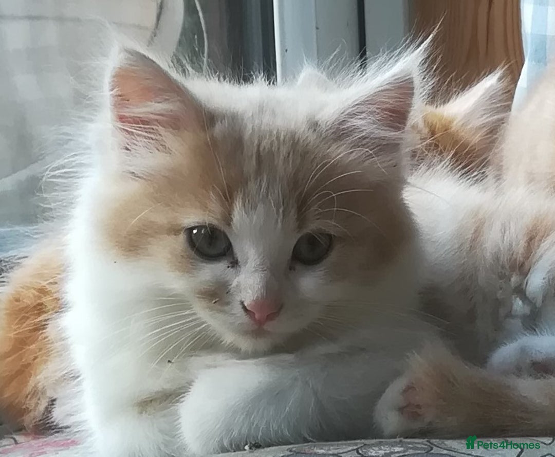 Mixed Breed cats for sale: CLEVER, BEAUTIFUL, KITTENS READY FOR FOREVER HOMES - Image 13