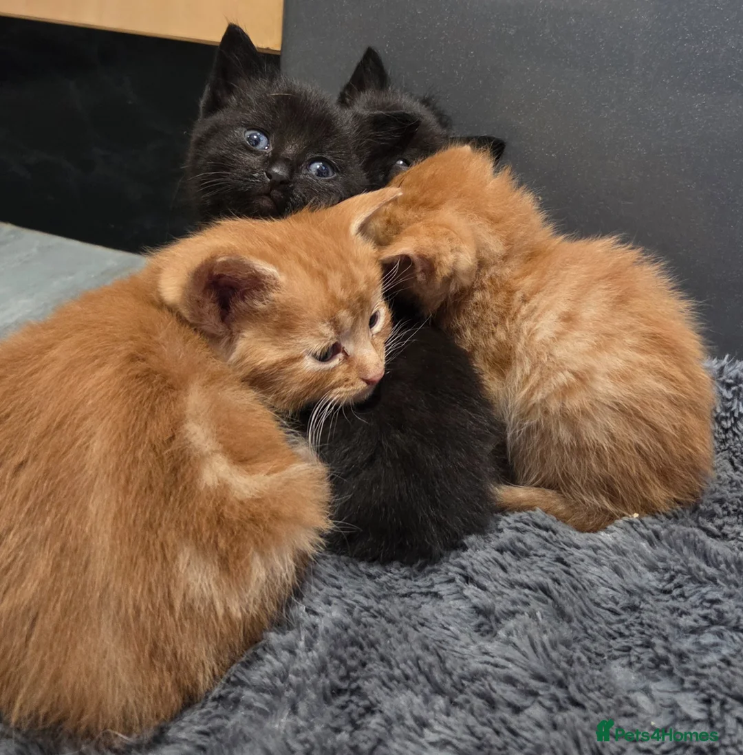 Mixed Breed cats for sale: Fluffy Kittens Ready for Loving Homes  - Advert 25