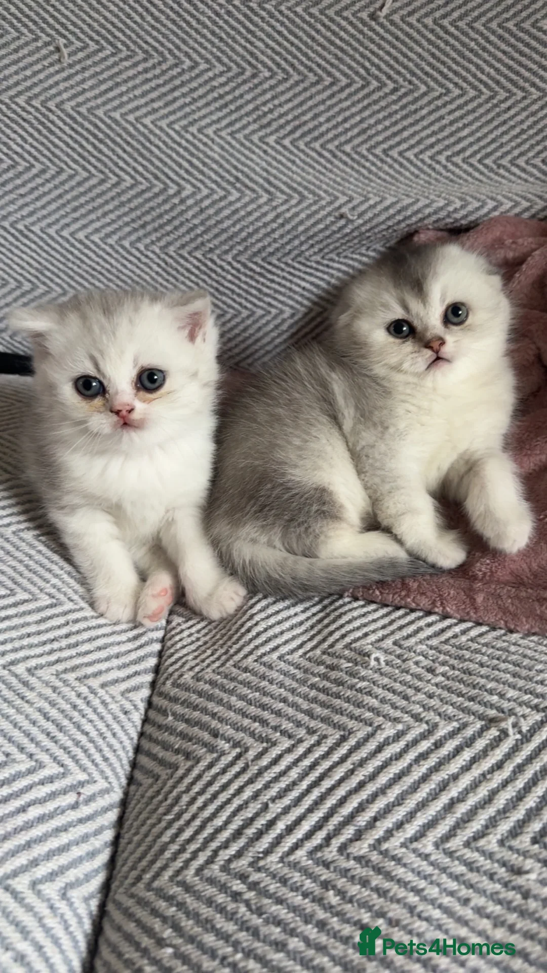 Scottish Fold cats for sale: Tica registered Scottish folds - Advert 1
