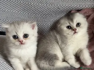 Scottish Fold cats Tica registered Scottish folds - Advert 7