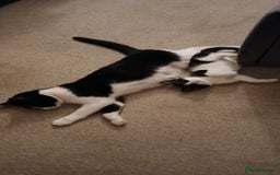 Mixed Breed cats for sale: 2x playful, gorgeous male kitten's for sale  - Image 8