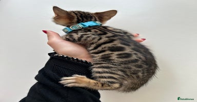 Bengal cats - Advert 14