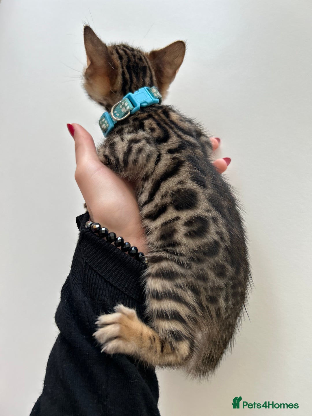 Bengal cats for sale: GORGEOUS PURE BENGAL KITTENS READY TO GO ❤️ - Image 3