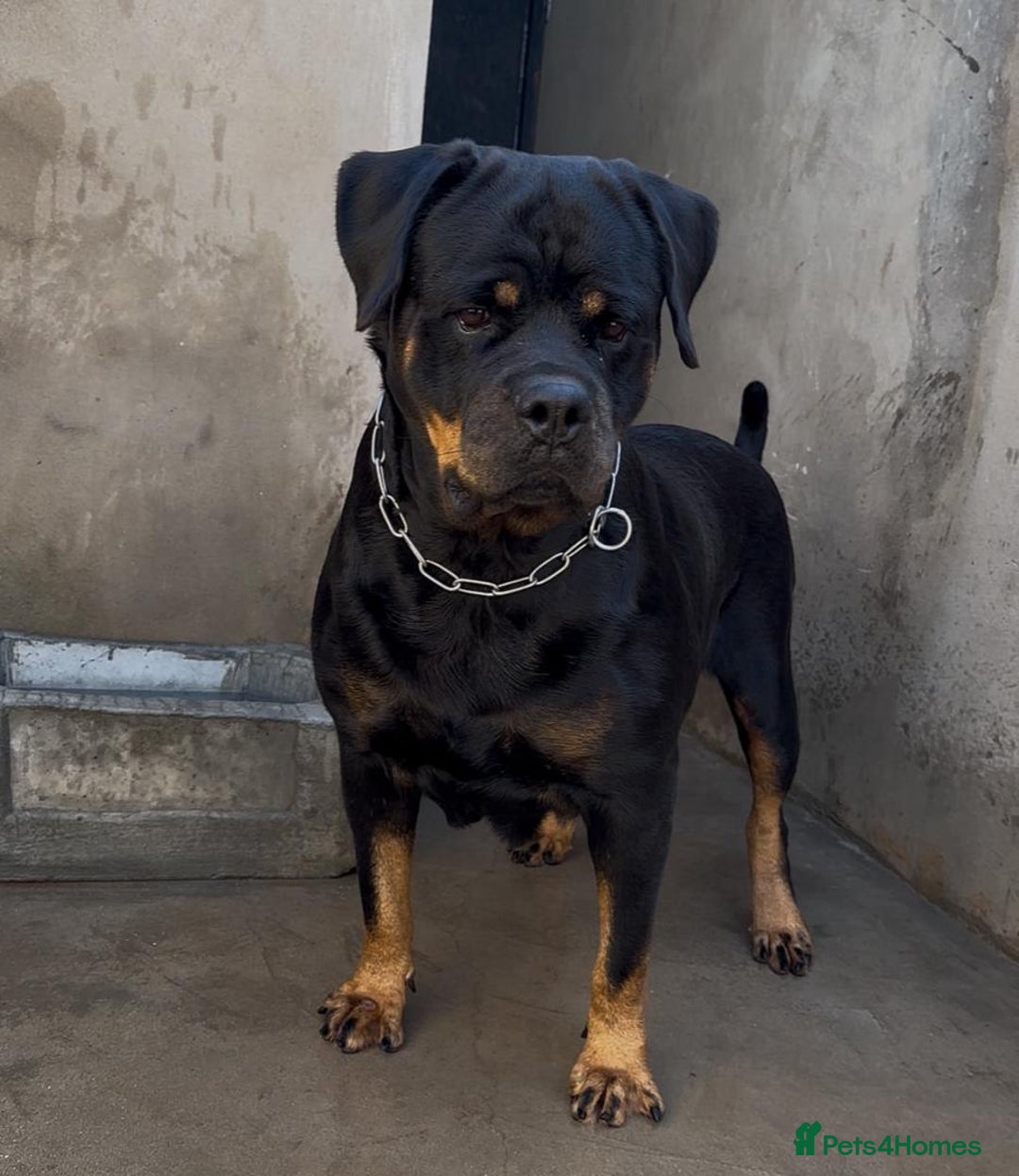 Rottweiler dogs for sale: Stunning male & female Rottweiler pups  - Image 6