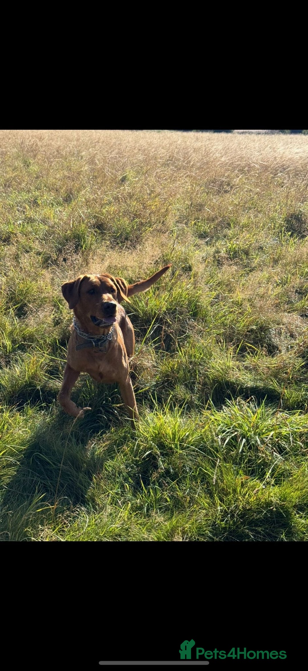 Labrador Retriever dogs for stud: 📣 Stud Dog Available – KC Registered Fox Red Lab - Advert 5