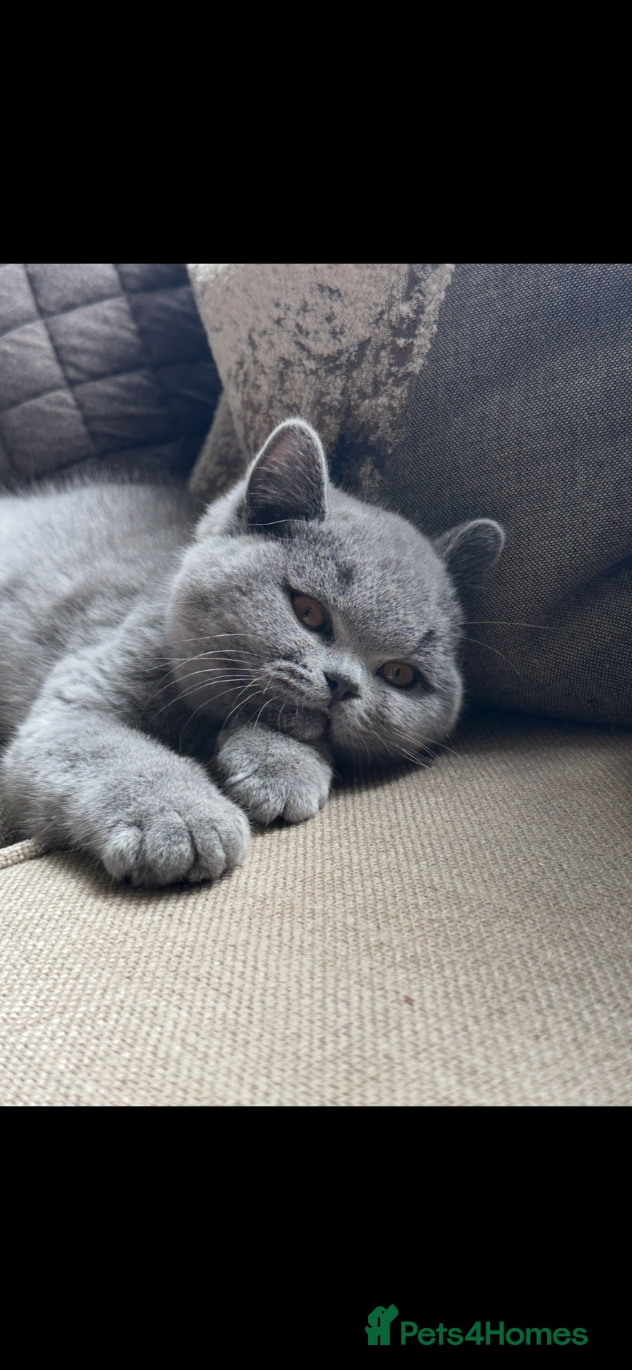 British Shorthair cats Two Remaining!  - Advert 2