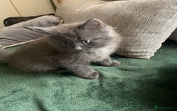 Ragdoll cats for sale: Ragdoll cross kittens  - Image 3