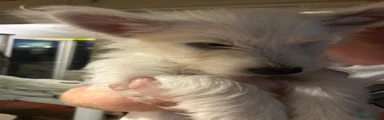 West Highland Terrier 1