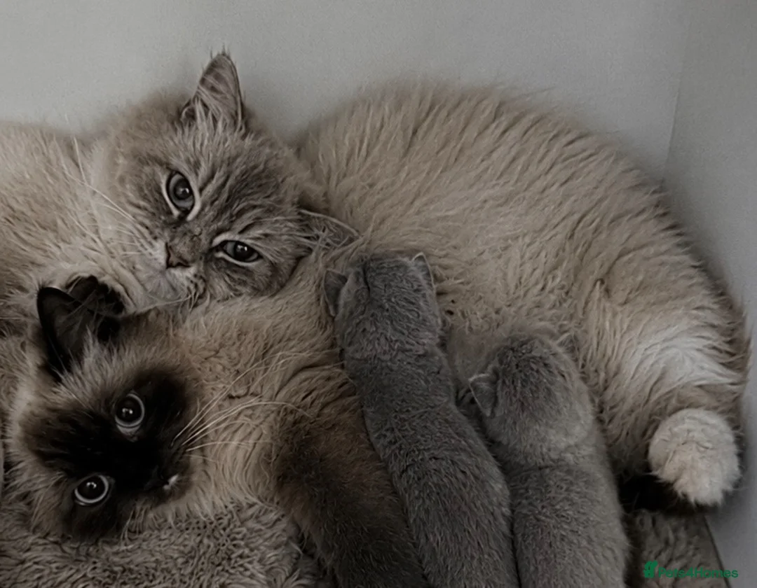Ragdoll cats for sale: RAGDOLL MIX KITTENS - Advert 5