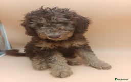 Labradoodle dogs for sale: 🌈The work has been done , choose your breeder 🌈 - Image 27