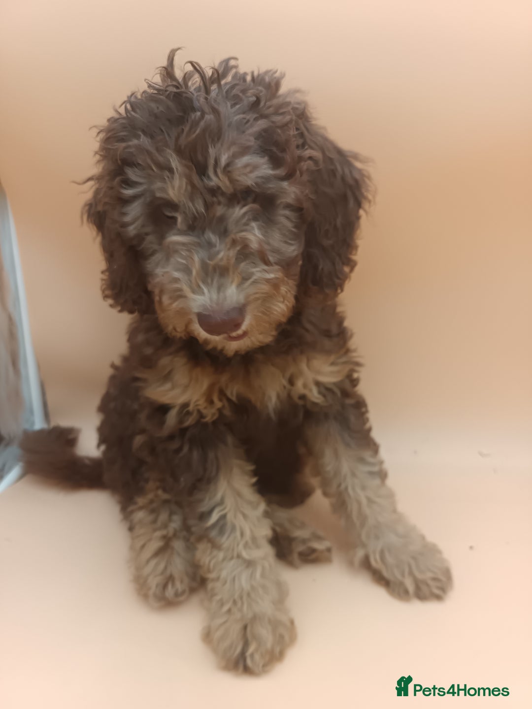 Labradoodle dogs for sale: 🌈The work has been done , choose your breeder 🌈 - Image 27