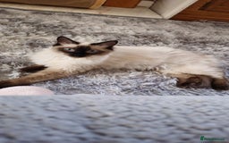 Ragdoll cats for sale: Male Ragdoll for sale - Advert 5