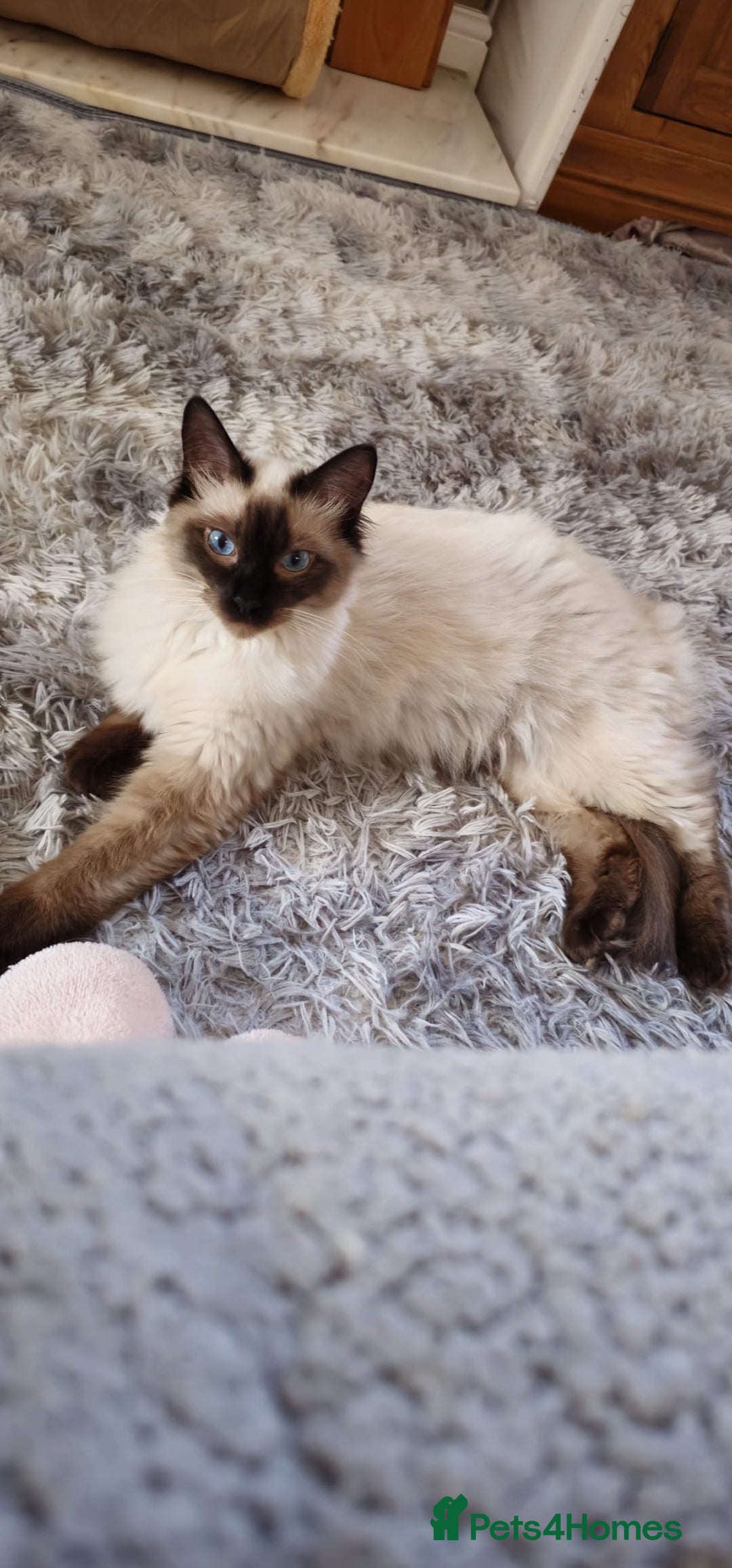 Ragdoll cats for sale: Male Ragdoll for sale - Advert 5